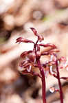 Spring coralroot